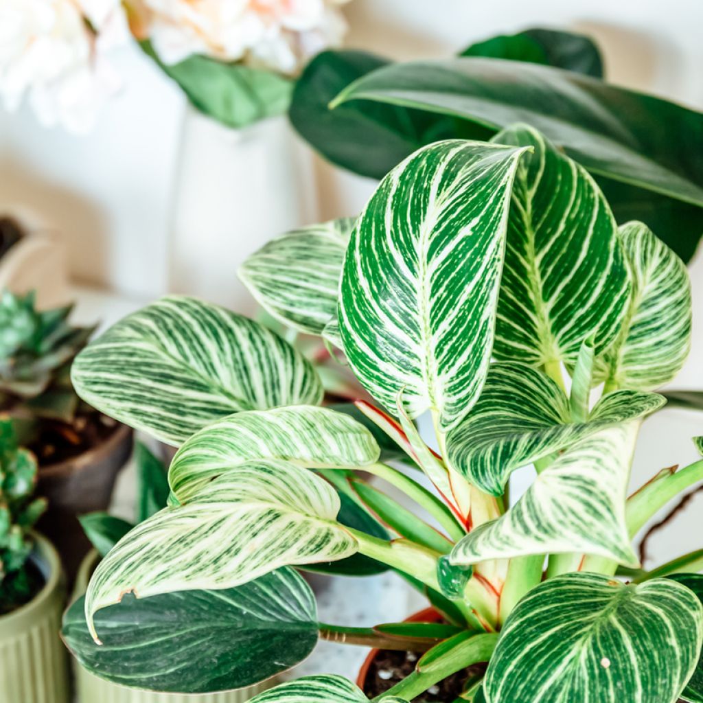Philodendron Birkin