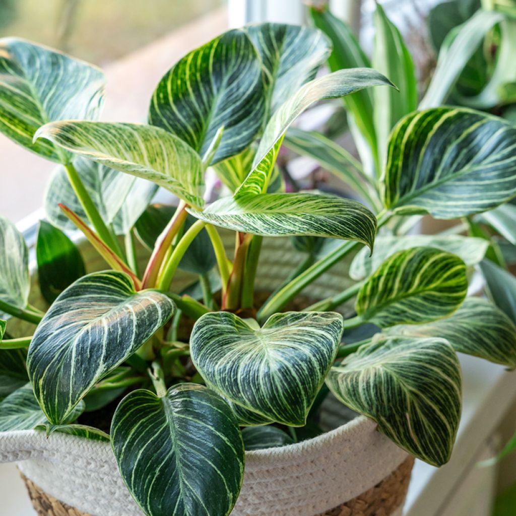 Philodendron Birkin
