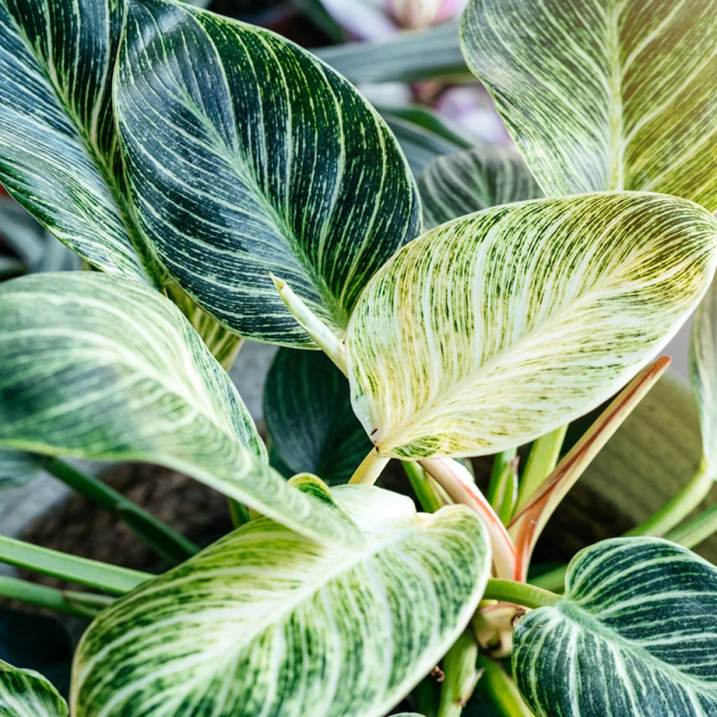 Philodendron Birkin