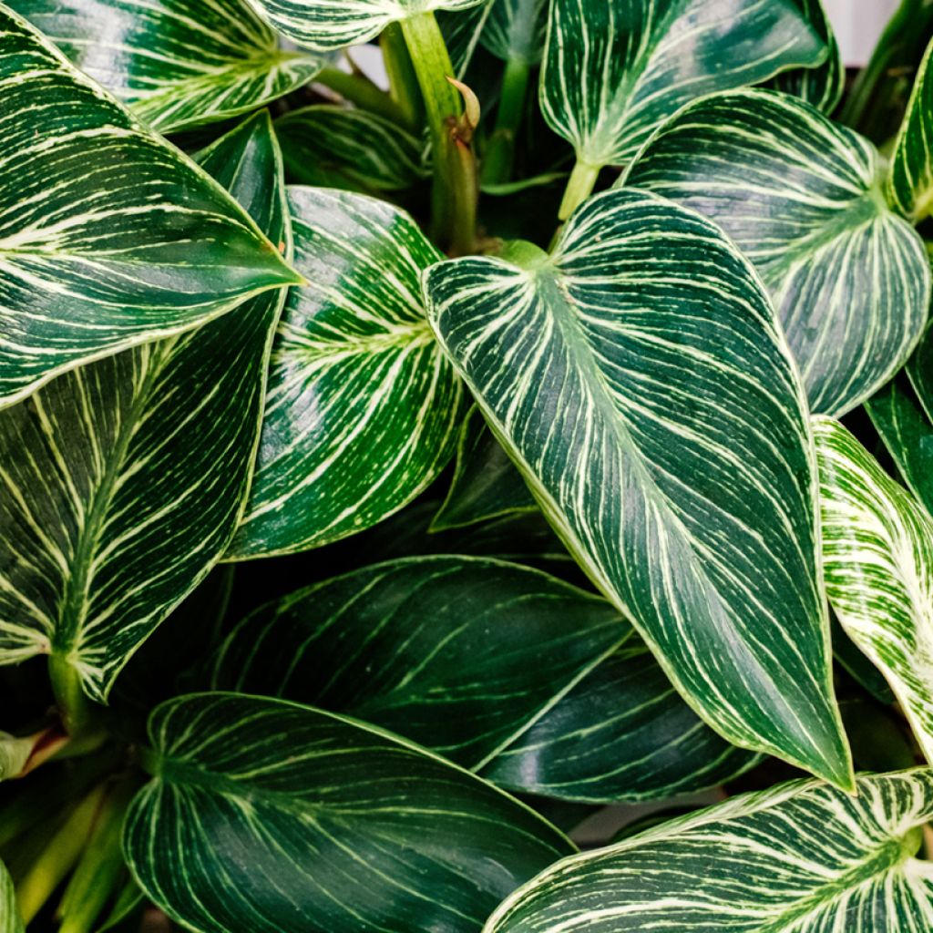 Philodendron Birkin