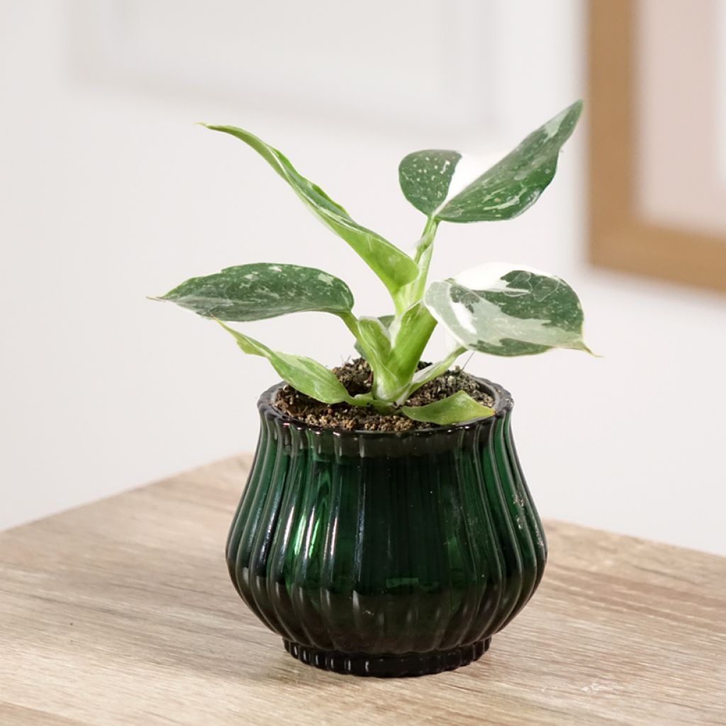 Philodendron x erubescens White Wizard