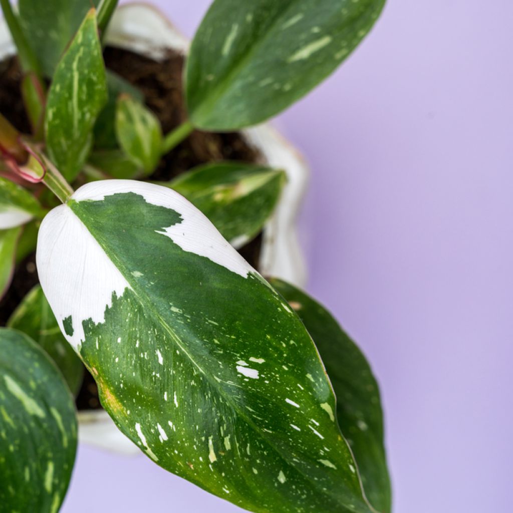 Philodendron x erubescens White Wizard