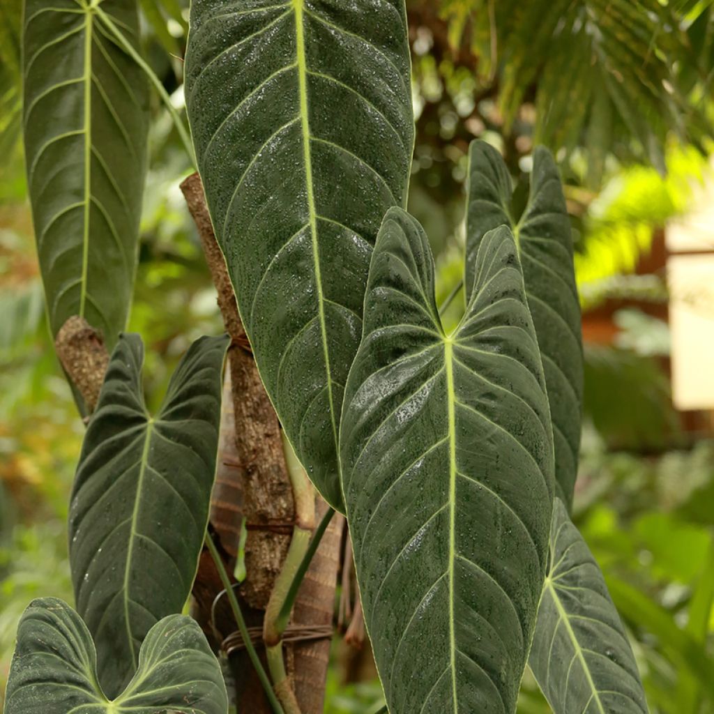 Philodendron melanochrysum - Black-gold philodendron