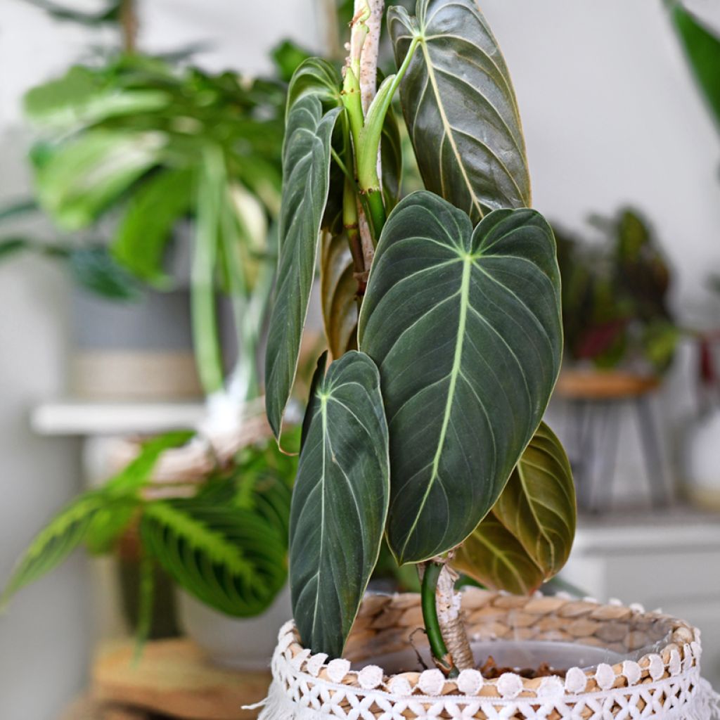 Philodendron melanochrysum - Black-gold philodendron