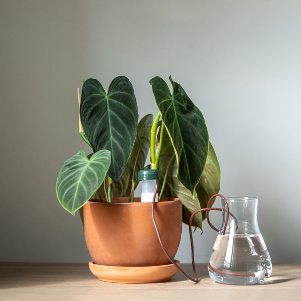 Philodendron melanochrysum - Black-gold philodendron