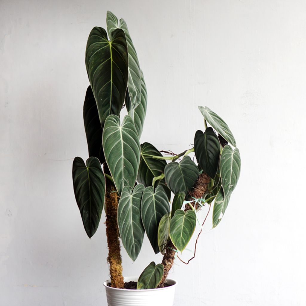 Philodendron melanochrysum - Black-gold philodendron