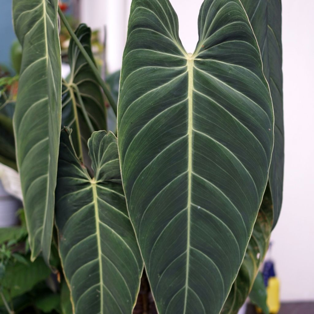 Philodendron melanochrysum - Black-gold philodendron