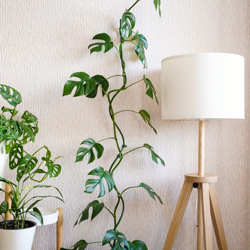 Philodendron Minima - Mini Monstera