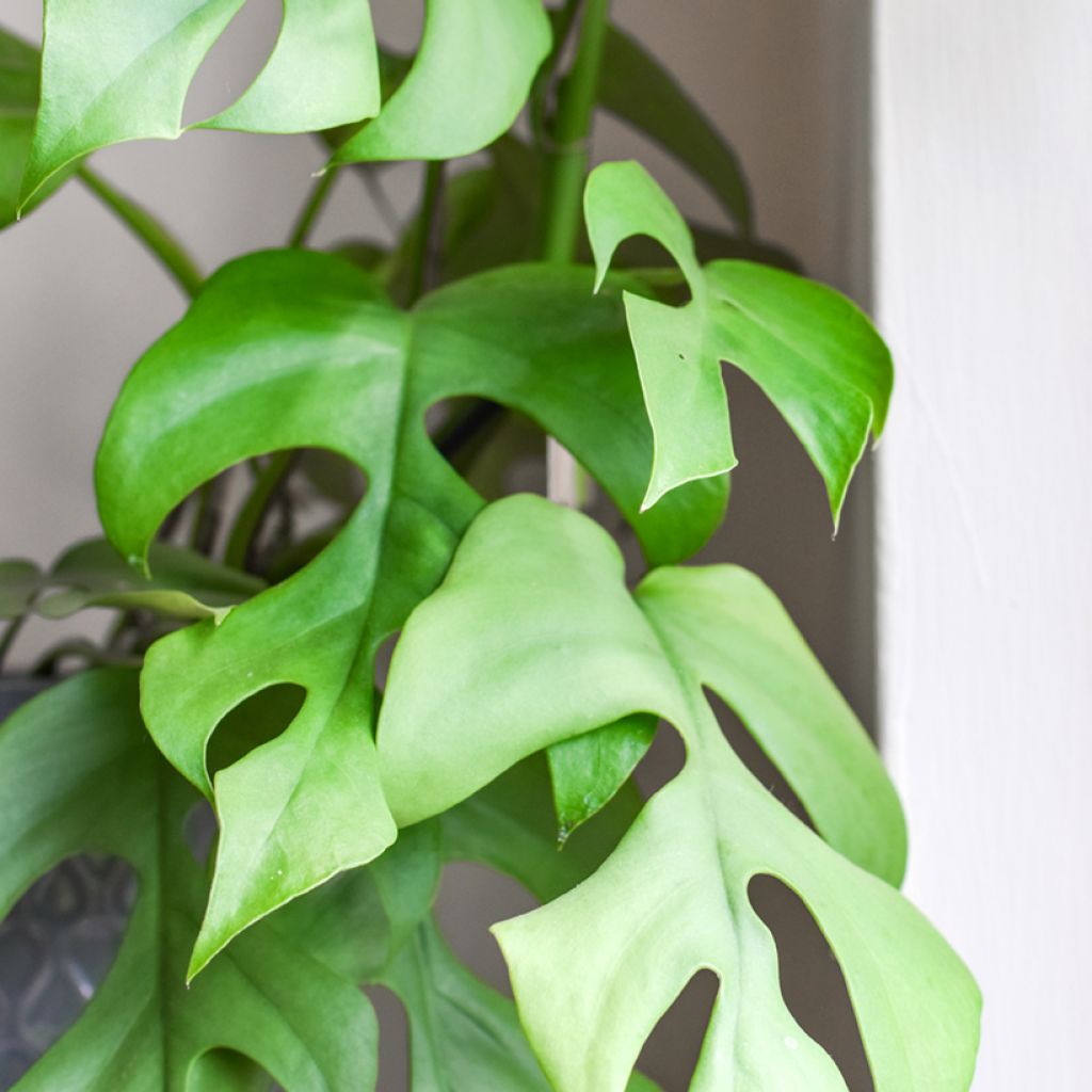 Philodendron Minima - Mini Monstera