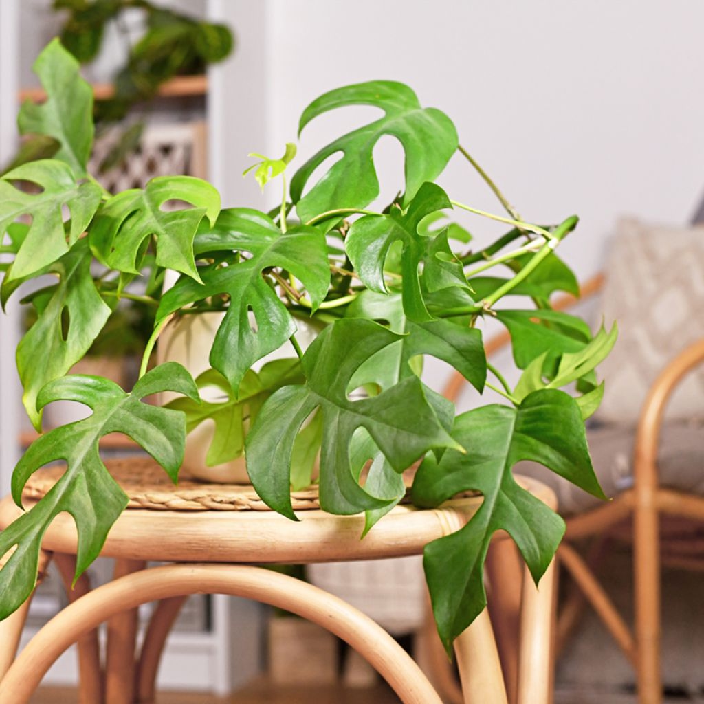 Philodendron Minima - Mini Monstera