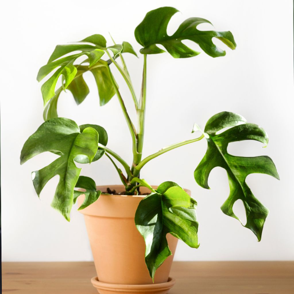 Philodendron Minima - Mini Monstera