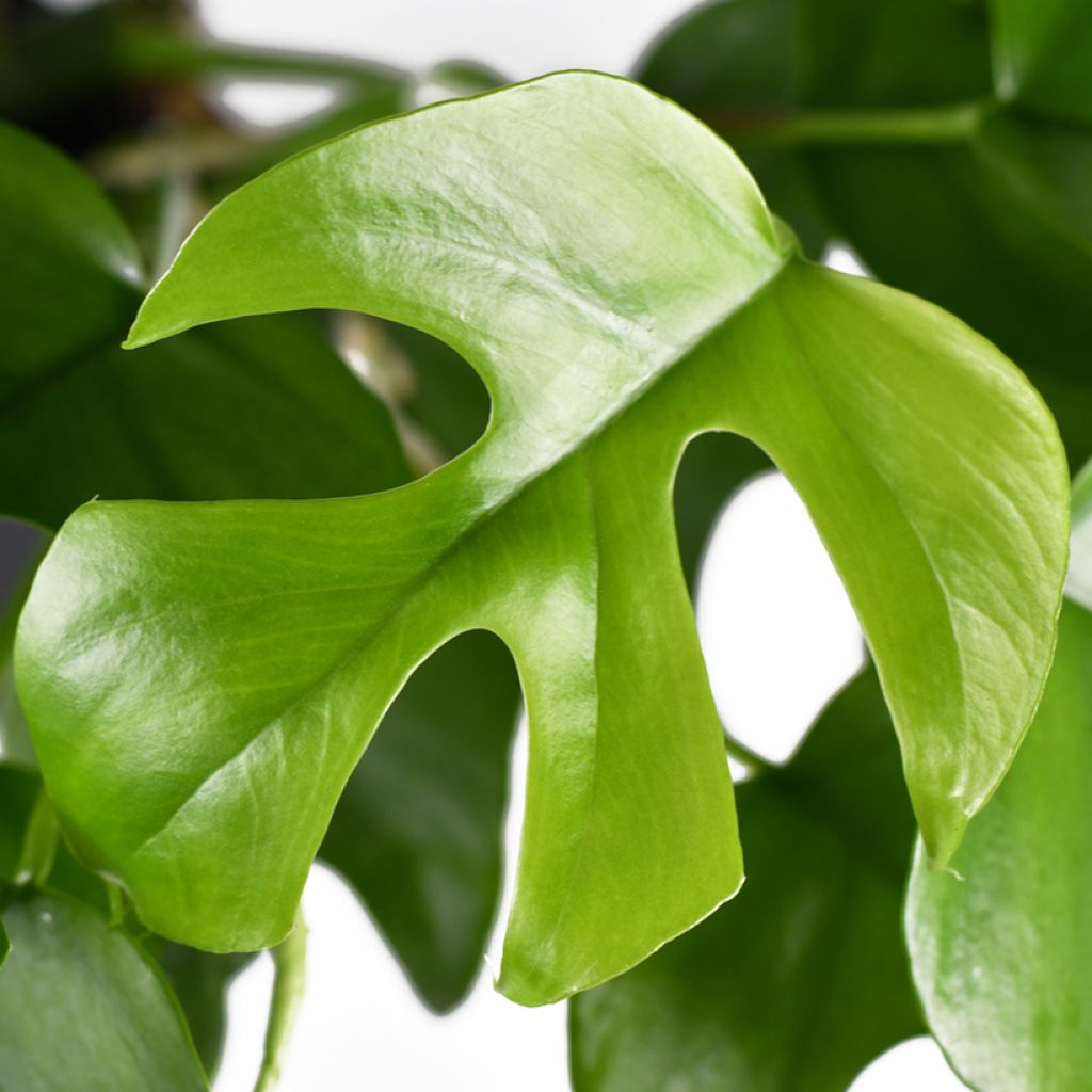 Philodendron Minima - Mini Monstera