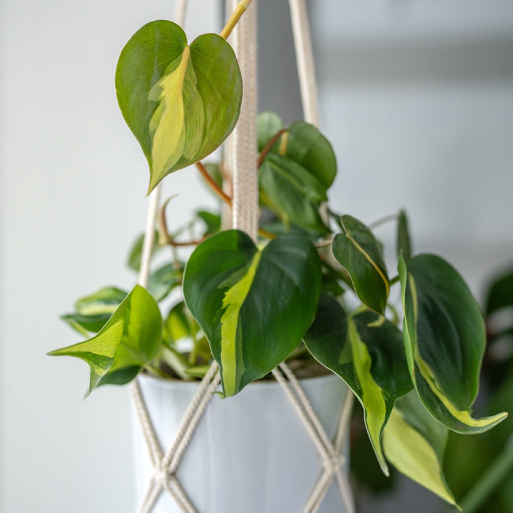 Philodendron scandens Brasil - Heartleaf philodendron