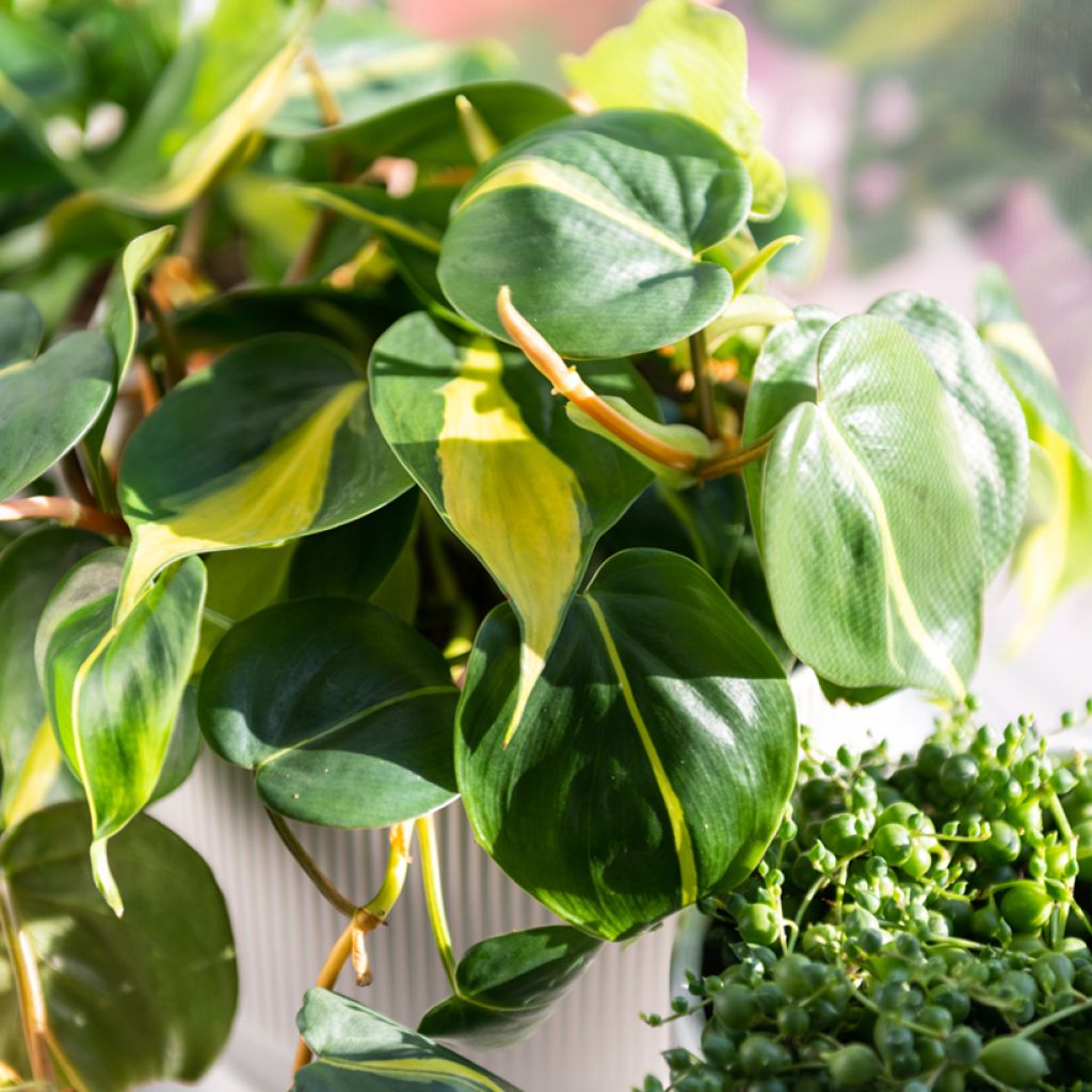 Philodendron scandens Brasil - Heartleaf philodendron