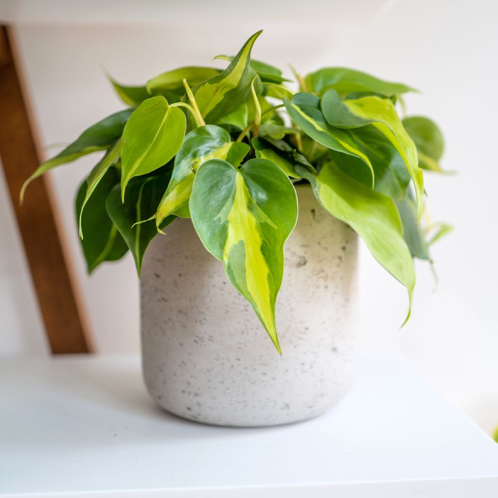 Philodendron scandens Brasil - Heartleaf philodendron