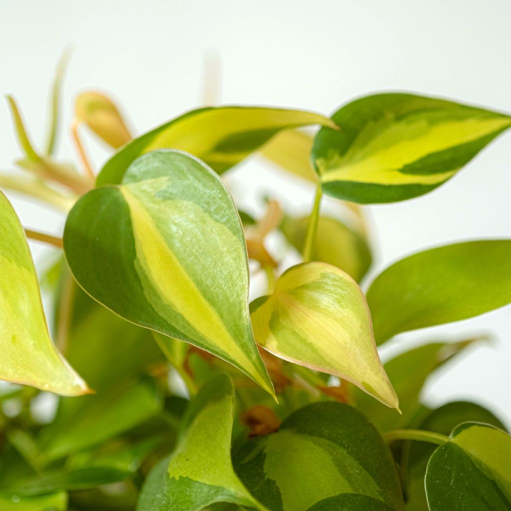 Philodendron scandens Brasil - Heartleaf philodendron
