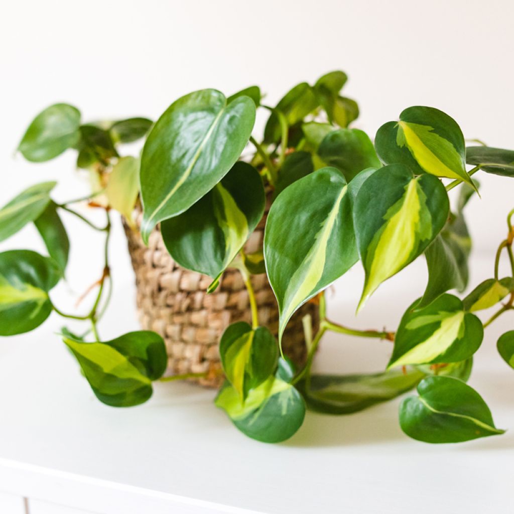 Philodendron scandens Brasil - Heartleaf philodendron