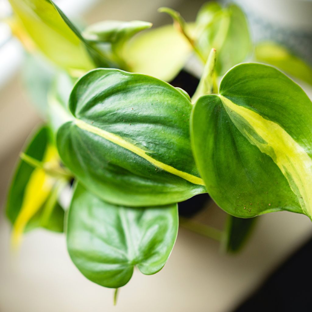 Philodendron scandens Brasil - Heartleaf philodendron