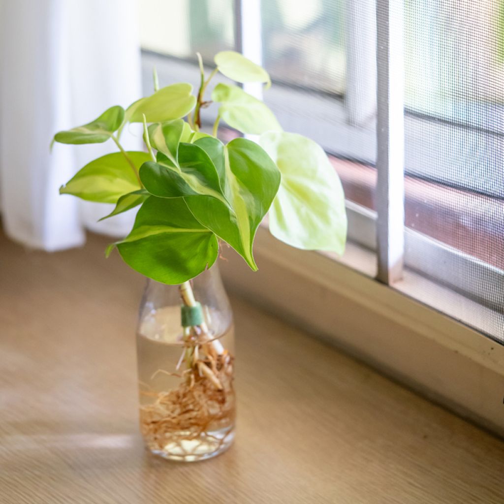 Philodendron scandens Brasil - Heartleaf philodendron