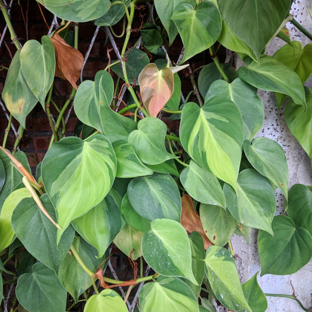 Philodendron scandens Brasil - Heartleaf philodendron