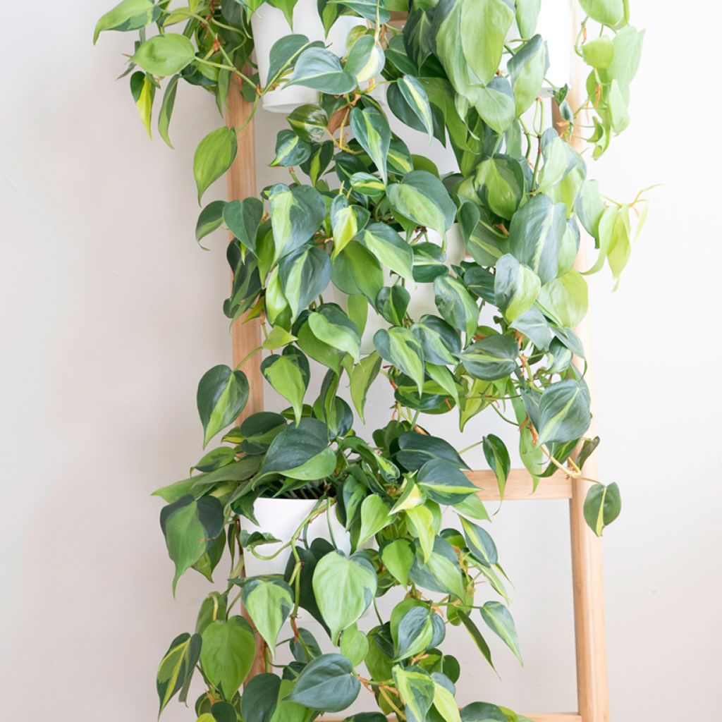 Philodendron scandens Brasil - Heartleaf philodendron