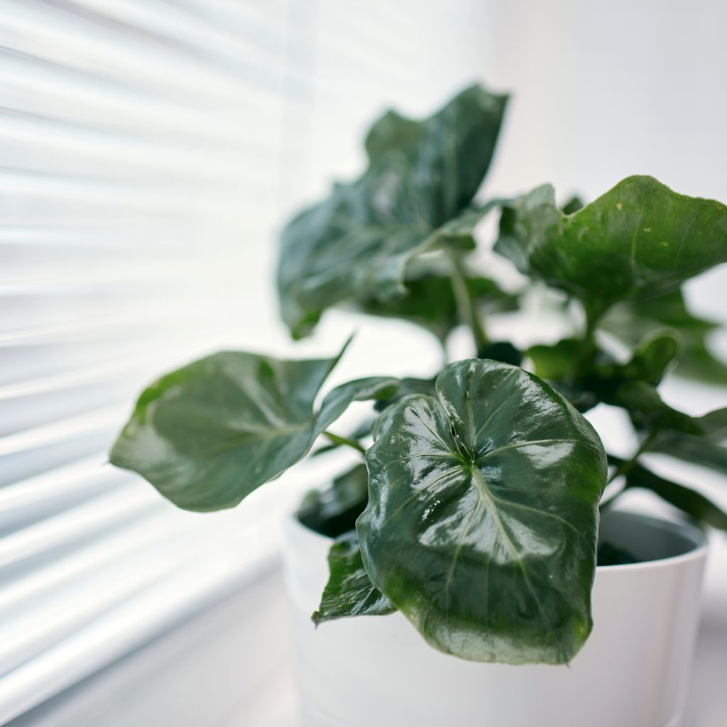 Philodendron Jungle