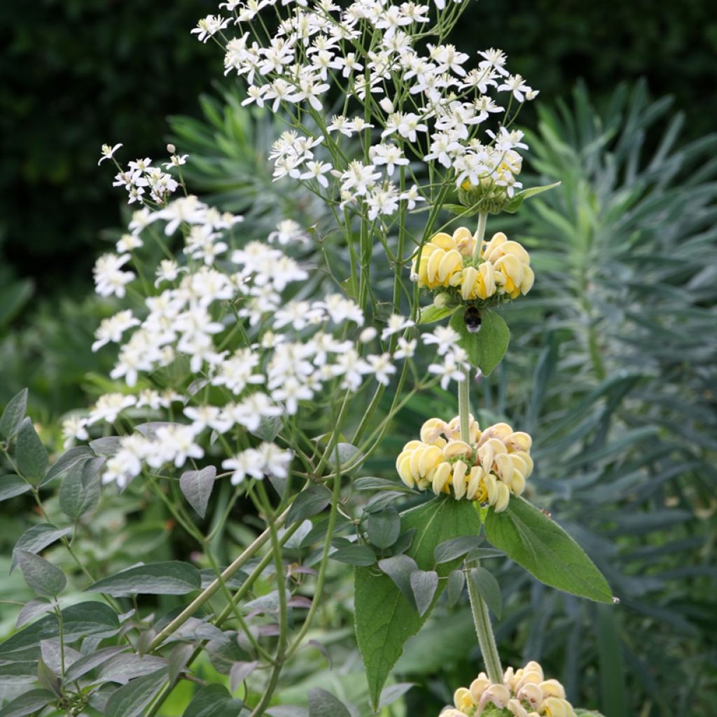 Phlomis russeliana - Jerusalem Sage