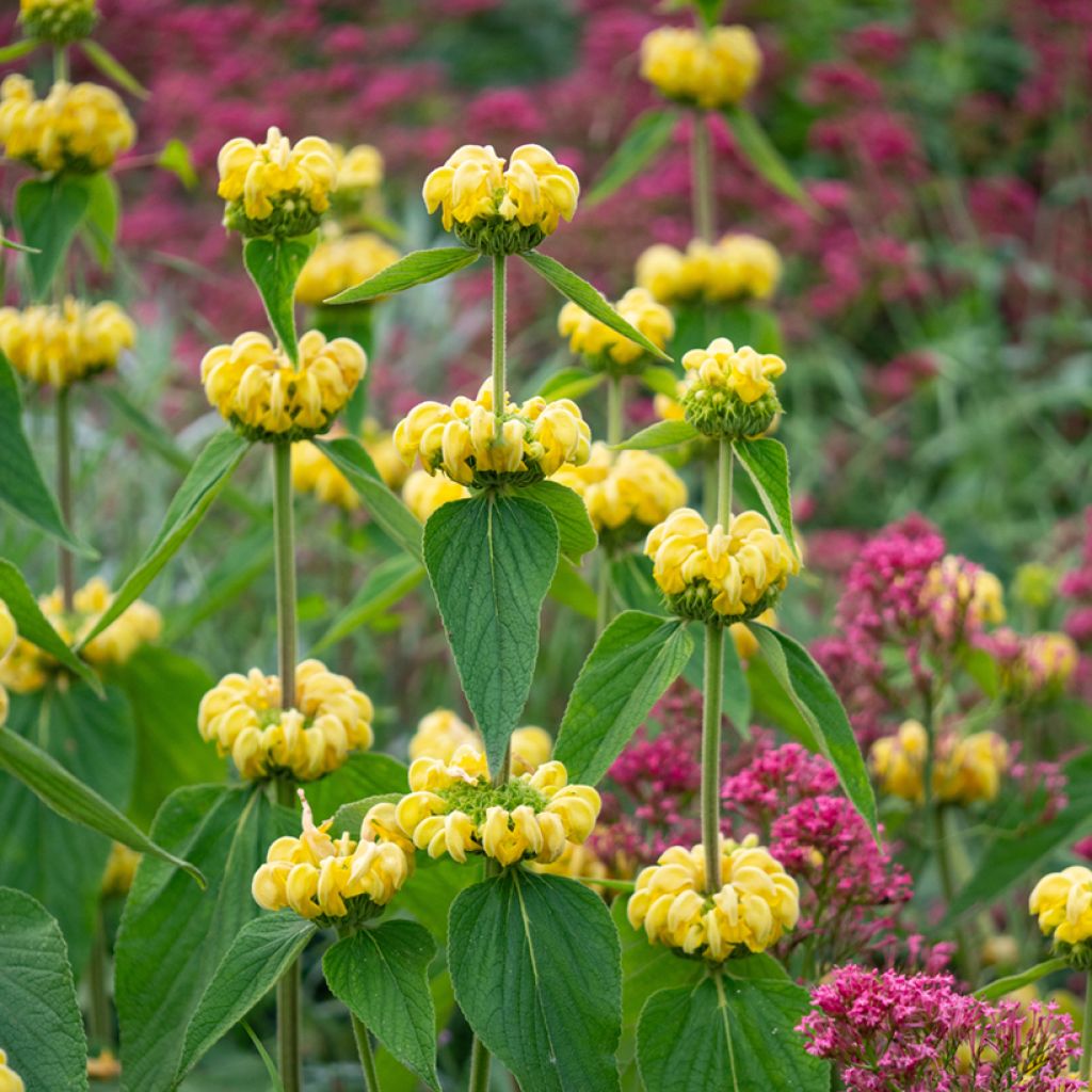 Phlomis russeliana - Jerusalem Sage