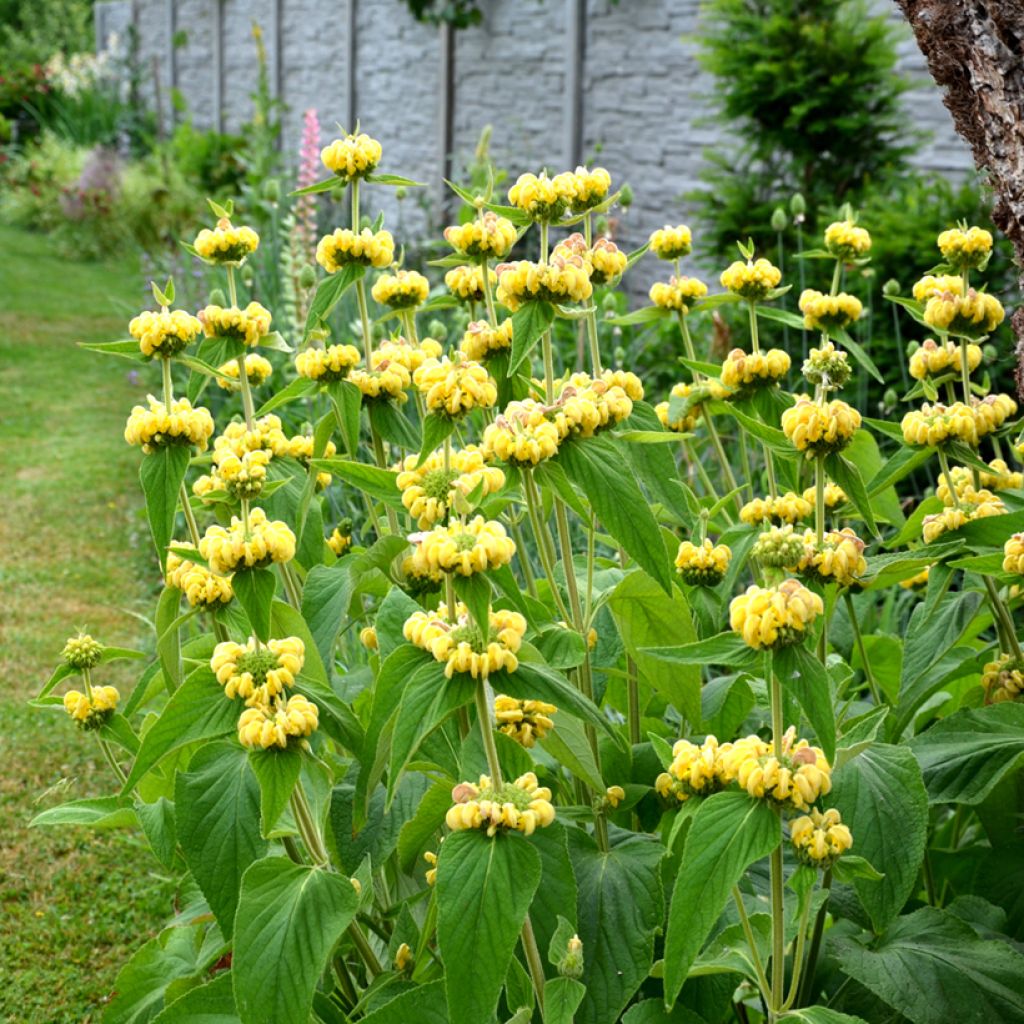 Phlomis russeliana - Jerusalem Sage