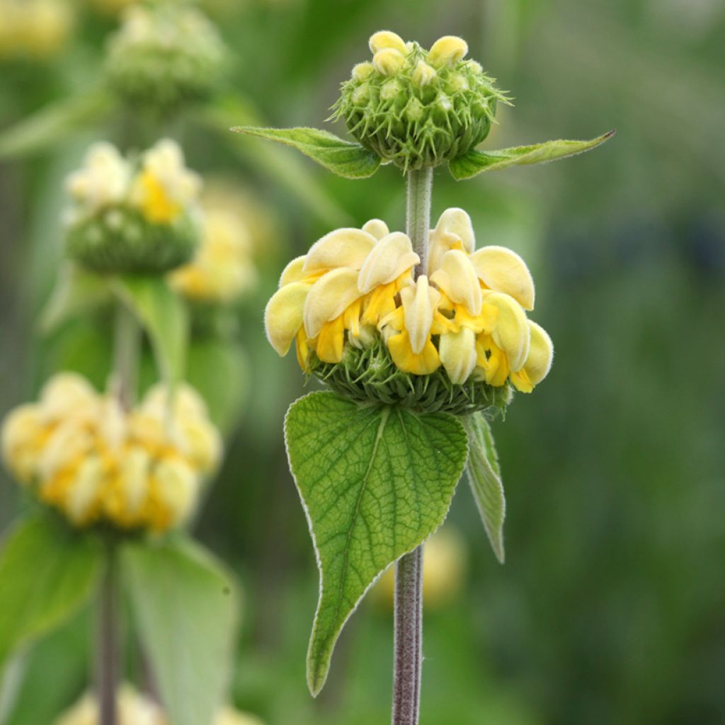 Phlomis russeliana - Jerusalem Sage