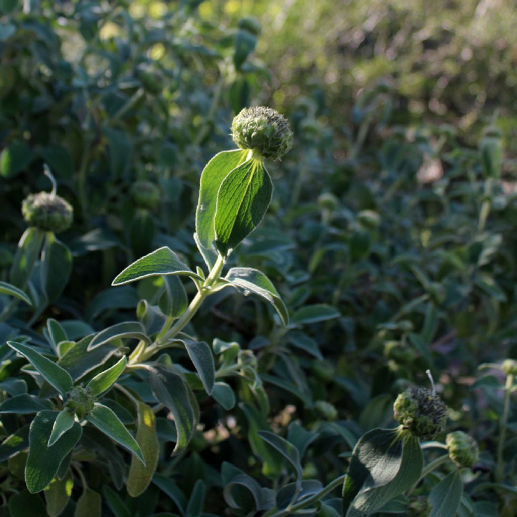 Phlomis fruticosa - Jerusalem Sage