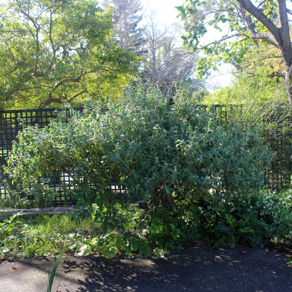 Phlomis fruticosa - Jerusalem Sage