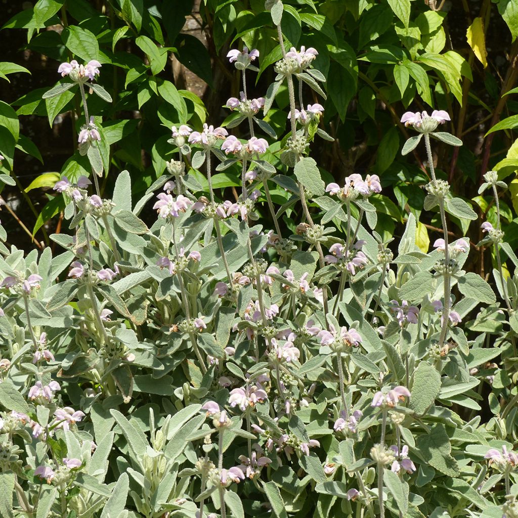 Phlomis purpurea