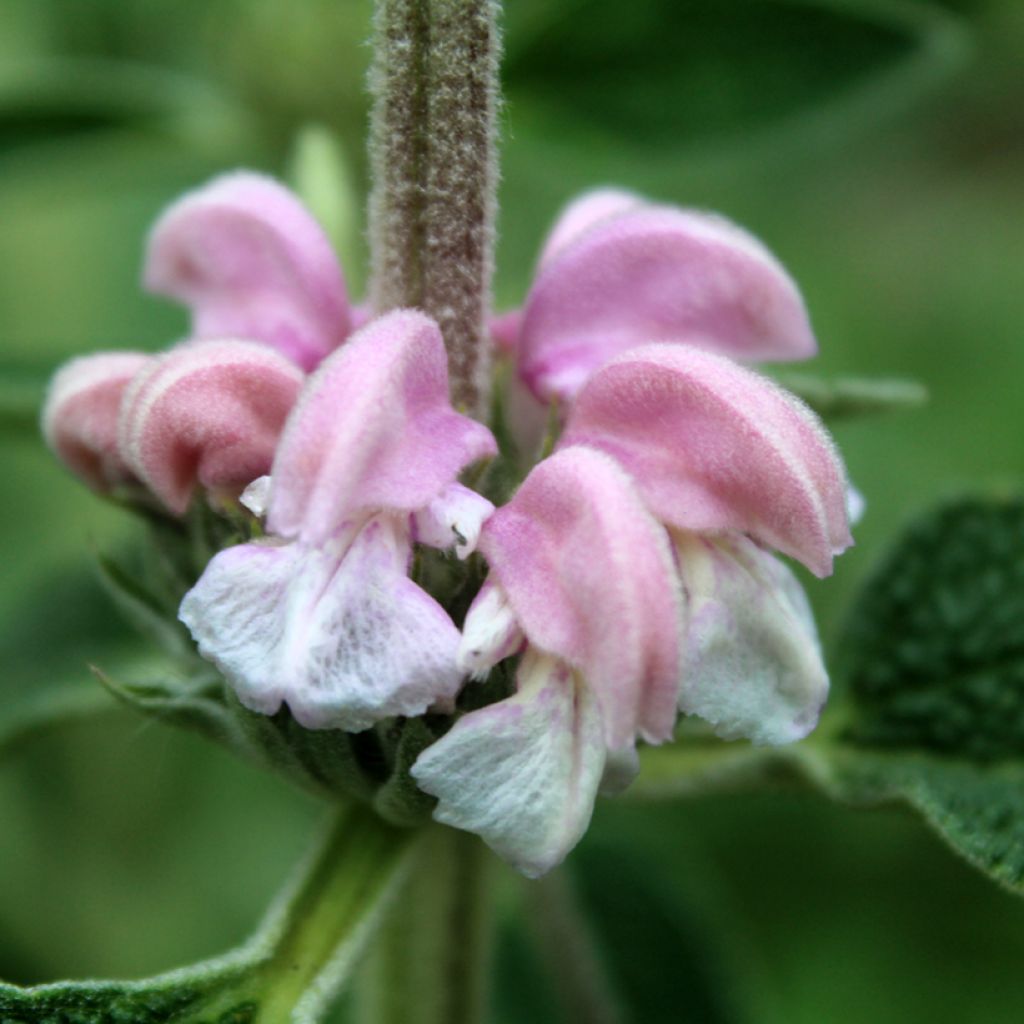 Phlomis purpurea