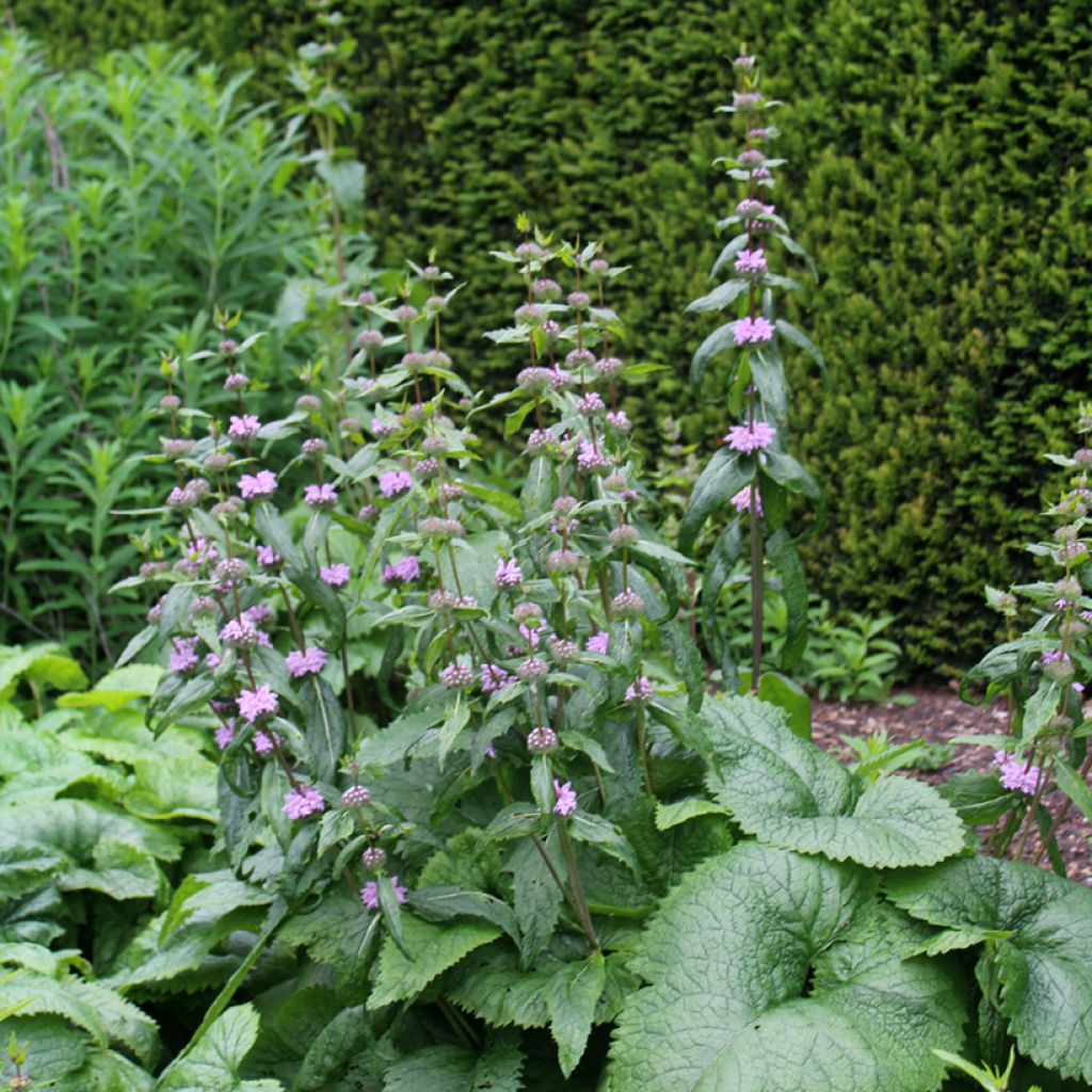 Phlomis tuberosa Amazone