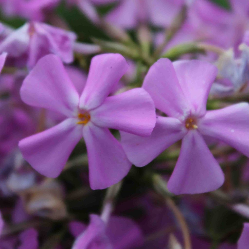 Phlox carolina Bill Baker