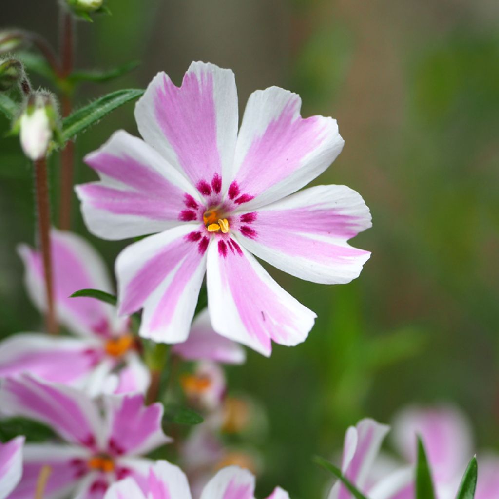 Phlox subulata Candy Stripes