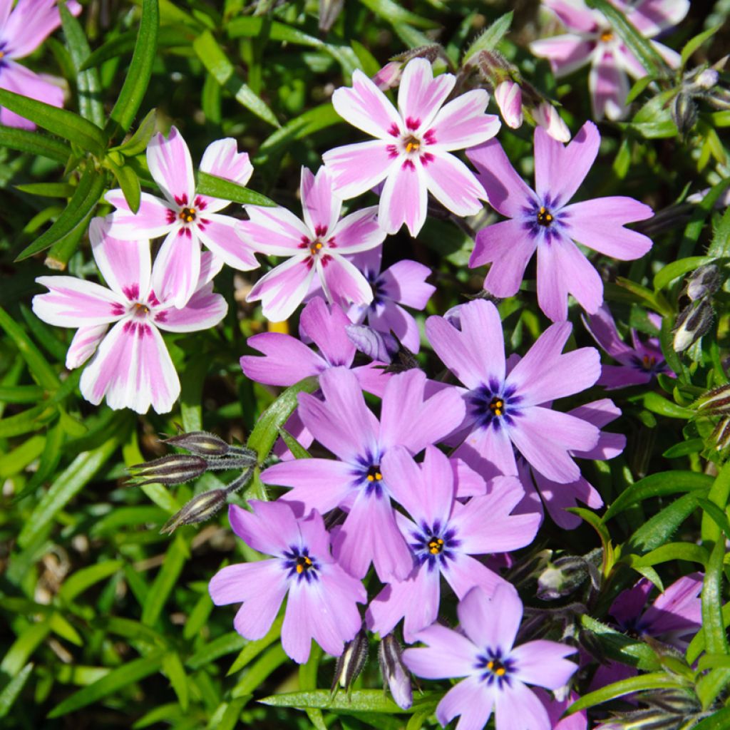 Phlox subulata Candy Stripes