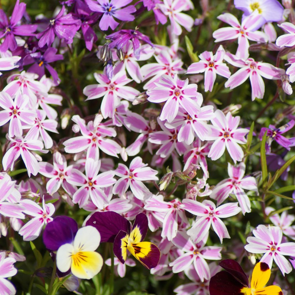 Phlox subulata Candy Stripes