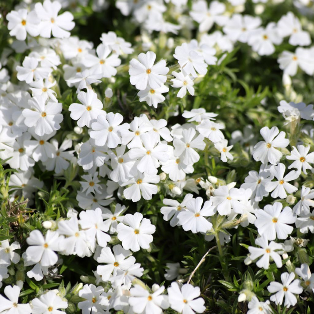 Phlox subulata White Delight