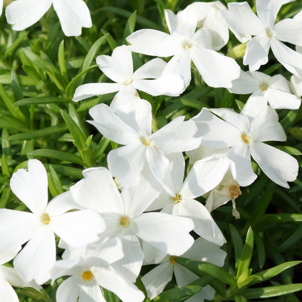 Phlox subulata White Delight