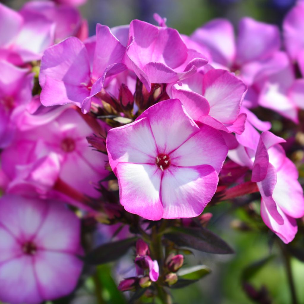 Phlox paniculata Amethyst