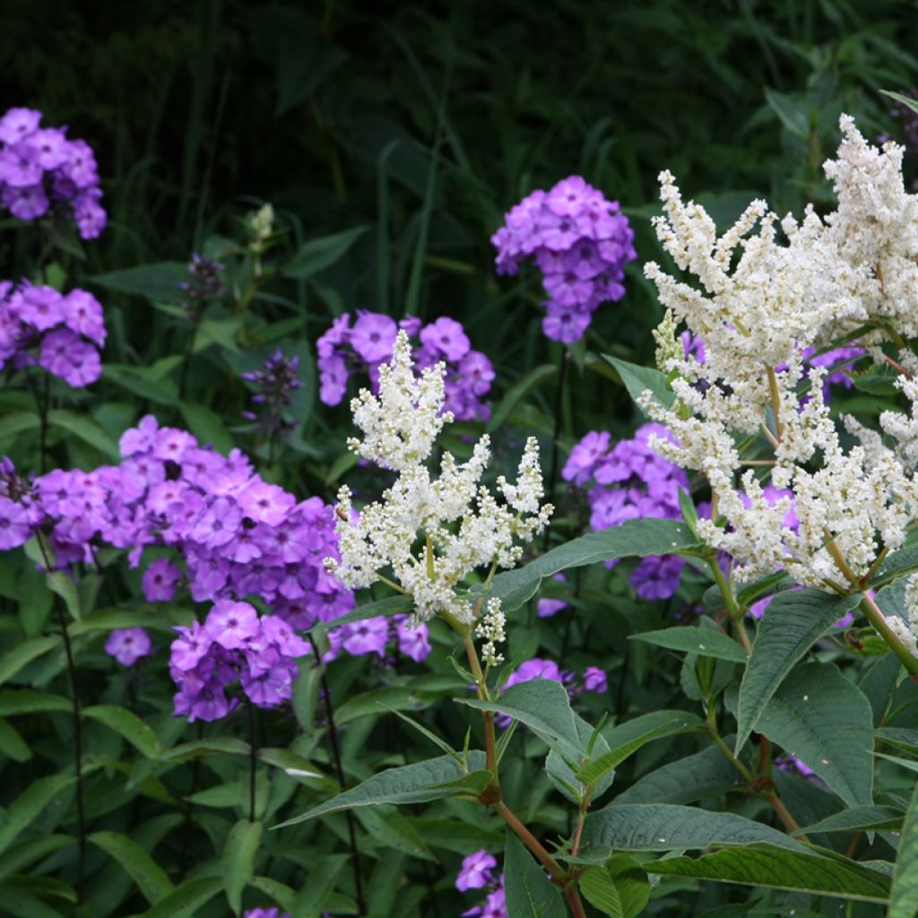 Phlox paniculata Blue Paradise