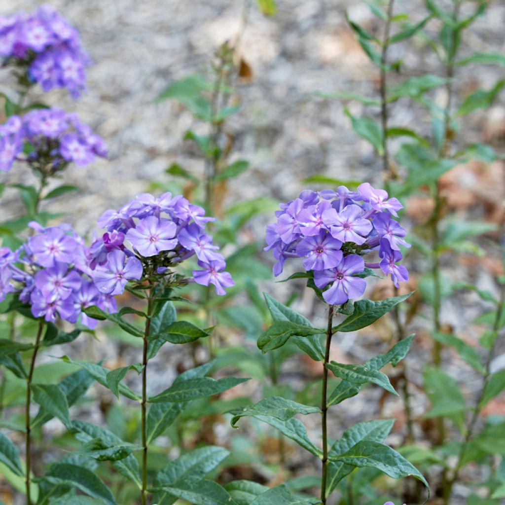 Phlox paniculata Blue Paradise