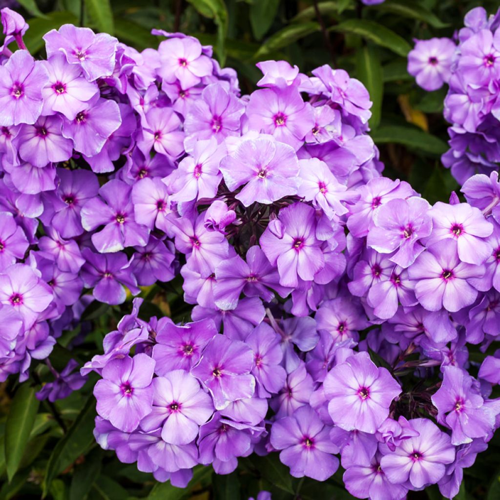 Phlox paniculata Blue Paradise