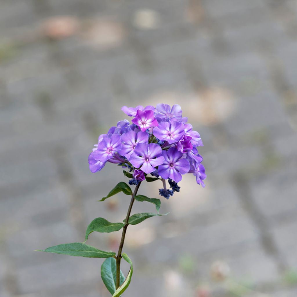 Phlox paniculata Blue Paradise