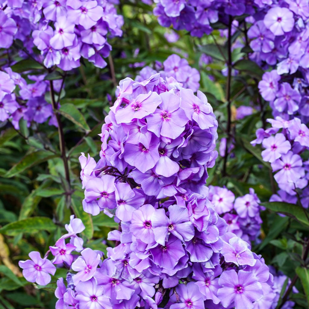 Phlox paniculata Blue Paradise