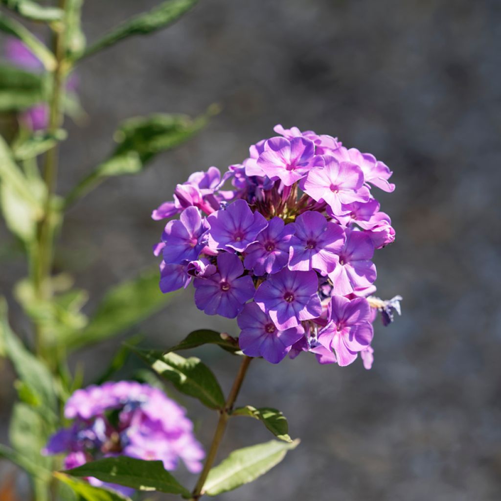 Phlox paniculata Blue Paradise