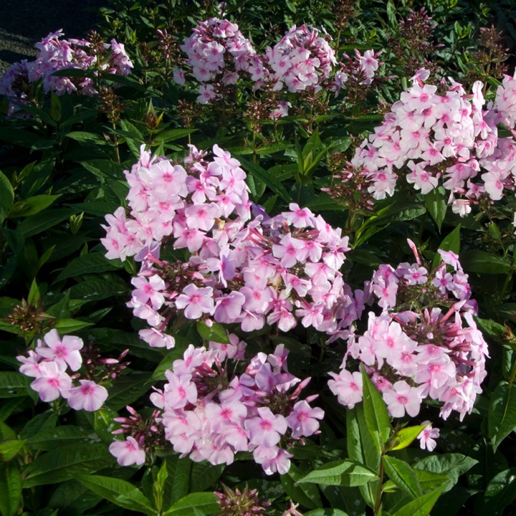 Phlox paniculata Bright Eyes