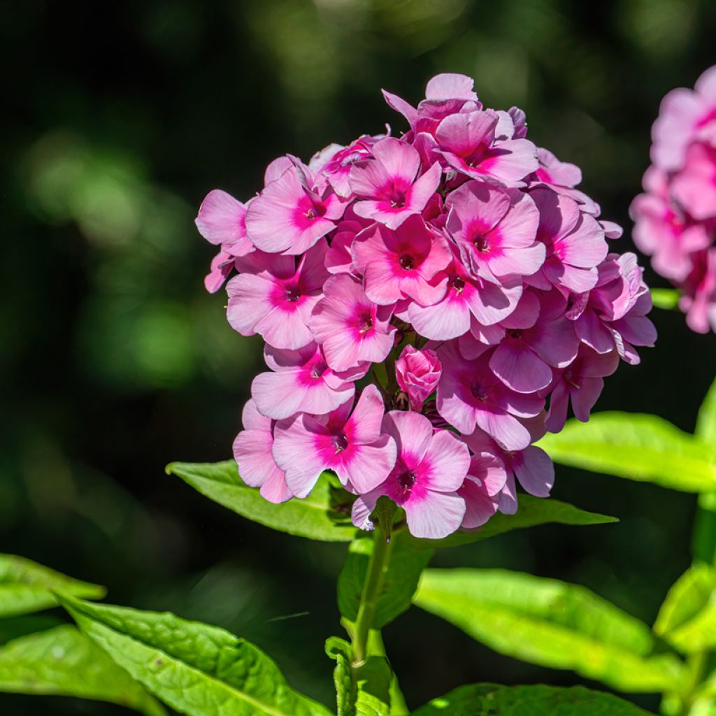 Phlox paniculata Eva Cullum